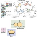 Nucleic acid - DNA, RNA, ATP, GTP, dATP의 이해 이미지