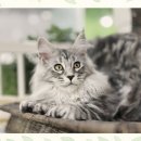 위클리독 강아지고양이분양 일산점 | 일산메인쿤고양이분양 완전 대박 리얼 후기