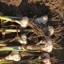 무안수퍼 이미지