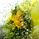 후리지아 이미지