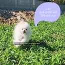 닥터팬더 동물병원 | 24년 추계 인천 구별 강아지 광견병 예방접종 시기 가격(서구, 연수구, 남동구,계양구)