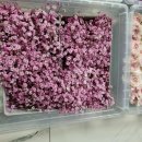 구성초교병설유치원 이미지