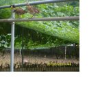 덩쿨농장 이미지