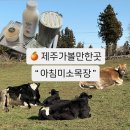 초원사랑어린이집 | 겨울제주 아침미소목장 카페 먹이주기 체험시간 입장료