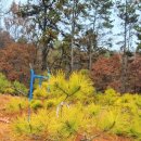 황금소나무농원 이미지