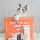 락헤어 | 베토퀴놀코리아 신상 고양이 헤어볼리무버 락사톤 체험후기