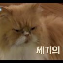 고양이민박 이미지