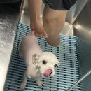 만점애견미용 이미지