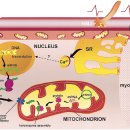 Re:Mitochondrial Biogenesis in Skeletal Muscle: Exercise and Aging 이미지