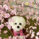 댕구르르 이미지