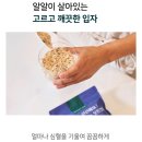 롤드
