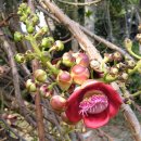 포탄나무 [캐논볼트리; Cannonball tree] - 유독식물 이미지