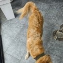 바른길동물병원 네이버블로그