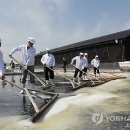 신안소금