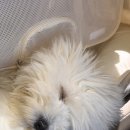 푸뜨리 | 안산 애견(반려견)미용실 푸뜨리 / 감자 소금이 방문 후기