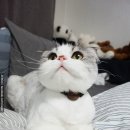 아르볼꼴렉 이미지