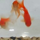 뻐끔뻐끔