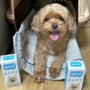 건강한펫 | 💊 우리 강아지를 위한 건강한 다이어트 영양제 &#34; 빼자펫 &#34; 급여 후기 🐶