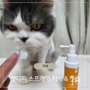 캣플라워 | 양치 거부하는 냥이도 편안하게 캣디피 스프레이 고양이 치약 &amp; 손가락 칫솔 솔직 리뷰