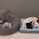 보듬보듬 이미지