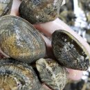 하전농장 | 고창갯벌체험 고창 하전 바지락축제 정보 바지락 제철 시기