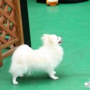 더펫(The Pet) 이미지