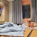 개뭉치 반려견 훈련센터 이미지