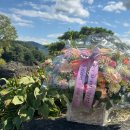 매일 꽃 이미지