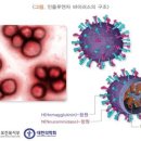 울산 독감 인플루엔자 이미지