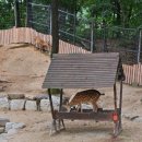 현대사슴농장 이미지