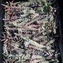 보경농장 이미지