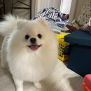 블링펫 | 포메미용/포메라니안미용/대전강아지미용/대전블링펫/블링펫 후기 /+비숑프리제 미용 후기