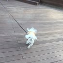 삼창구이 이미지