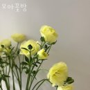 모아꽃방 이미지