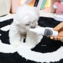 버들강아지 | 강아지 향수 뭐 쓰세요? 소황제 미스트 후기