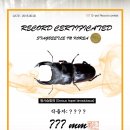 포텍 - 포항시 남구 송도해안길 12 | [숲속의작은친구들/바부르마트] Fortech社 G-pot DYNAMIC EVENT 1ST 레코드 인증서 디자인