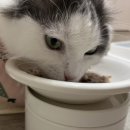 비니밥 | [고양이 영양제] 수의사 추천 고양이 변비 식이섬유 파이보, 비니백 플러스와 함께 먹여본 후기