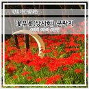진잠초교 | 대전 9월 가볼만한곳 꽃무릇 군락지 상사화 맛집 위치 개화율