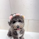 오올치 이미지