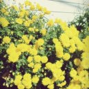 인의세탁소 이미지