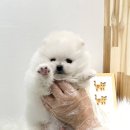 날 데려가주 개 이미지