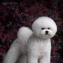 도그뉴스 이미지