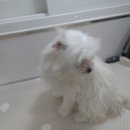 꽃다비펫 이미지