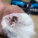 무마취 고양이 미용실 반할고양 이미지