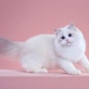 바비돌/픽시윙스캐터리 이미지