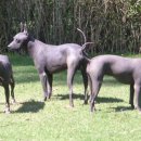 도그헤어 이미지