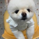 아짱아짱 네이버블로그
