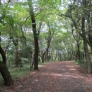 한라산둘레길 동백길 이미지