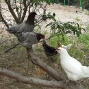 세동산골농원 이미지