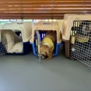 행복켄넬 이미지